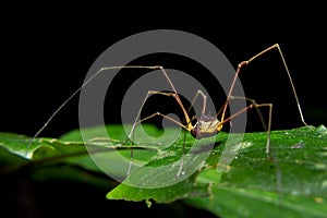 Giant long legged spider on green leaf