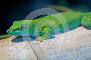 Giant Madagascar Day Gecko