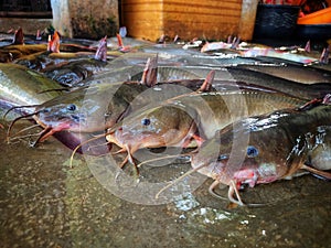 giant magur fish clarias batrachus fish sale in Asian fish market HD