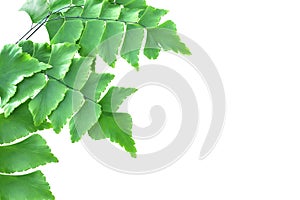 Giant Maidenhair Fern Isolated on White Background with Clipping Path