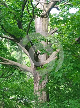 Giant Majestic canadian maple tree very wide trunk green leaves ontario canada