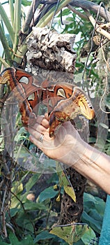 Giant Majestic South American Moth 9-12& x22; wingspan Red Brow Orange  Markings  Insect Nature  Photography