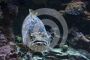 Giant malabar grouper fish