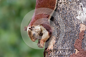 Giant Malabar Squirrel climbing down a tree