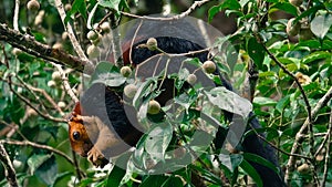 Giant Malabar Squirrel