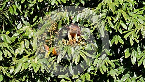 Giant Malabar Squirrel