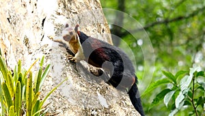 Giant Malabar Squirrel