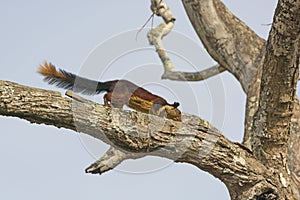 Giant Malabar Squirrel in a tree