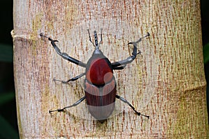 Giant Malaysian Palm Weevil aka Macrochirus praetor.