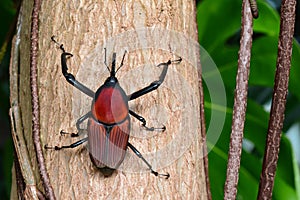 Giant Malaysian Palm Weevil aka Macrochirus praetor.