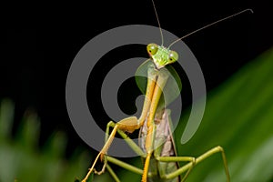 Giant Malaysian shield praying mantis