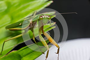 Giant Malaysian shield praying mantis