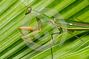 Giant Malaysian shield praying mantis