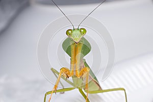 Giant Malaysian shield praying mantis