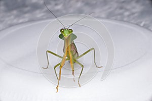 Giant Malaysian shield praying mantis