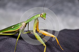 Giant Malaysian shield praying mantis