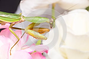 Giant Malaysian shield praying mantis