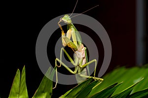 Giant Malaysian shield praying mantis