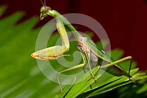 Giant Malaysian shield praying mantis