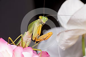 Giant Malaysian shield praying mantis