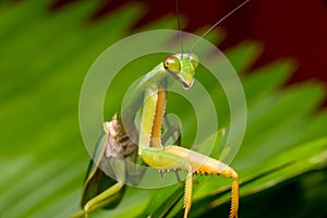 Giant Malaysian shield praying mantis