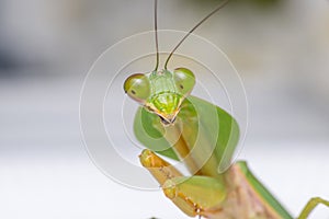 Giant Malaysian shield praying mantis