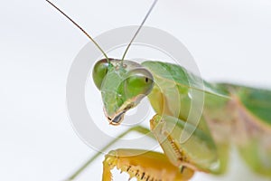 Giant Malaysian shield praying mantis