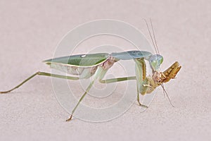 Giant Malaysian shield praying mantis Rhombodera Basalis resting on a tree