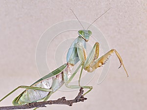 Giant Malaysian shield praying mantis Rhombodera Basalis resting on a tree