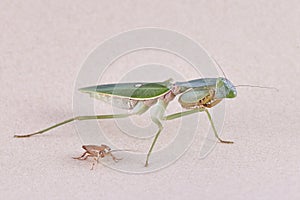 Giant Malaysian shield praying mantis Rhombodera Basalis resting on a tree