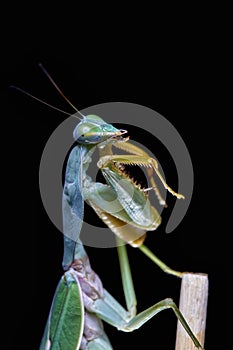 Giant Malaysian shield praying mantis Rhombodera Basalis resting on a tree