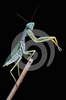 Giant Malaysian shield praying mantis Rhombodera Basalis resting on a tree