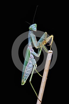 Giant Malaysian shield praying mantis Rhombodera Basalis resting on a tree