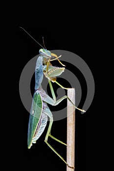 Giant Malaysian shield praying mantis Rhombodera Basalis resting on a tree