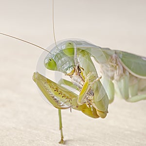 Giant Malaysian shield praying mantis Rhombodera Basalis resting on a tree