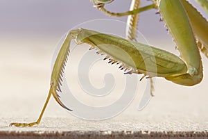 Giant Malaysian shield praying mantis Rhombodera Basalis resting on a tree