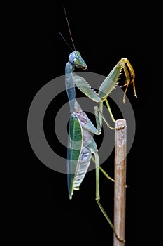 Giant Malaysian shield praying mantis Rhombodera Basalis resting on a tree