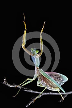 Giant Malaysian shield praying mantis Rhombodera Basalis resting on a tree