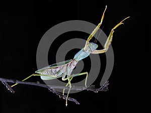 Giant Malaysian shield praying mantis Rhombodera Basalis resting on a tree