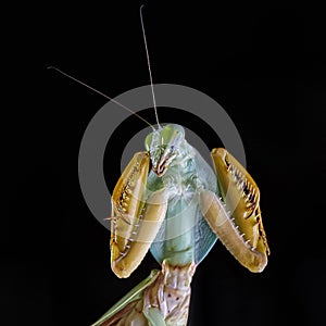 Giant Malaysian shield praying mantis Rhombodera Basalis resting on a tree