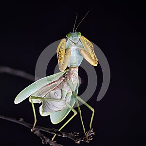 Giant Malaysian shield praying mantis Rhombodera Basalis resting on a tree