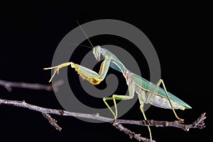 Giant Malaysian shield praying mantis Rhombodera Basalis resting on a tree