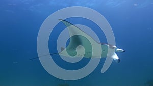 Giant Manta Ray Birostris Ocean Sea Marine Life.