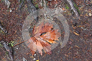 Giant Maple Leaves at Qualicum Beach