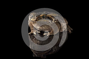 Giant marine cane toad isolated on  white background