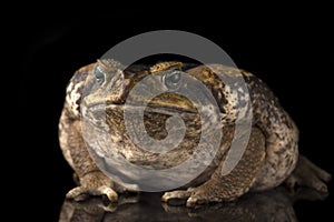 Giant marine cane toad isolated on  white background