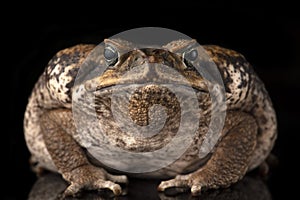 Giant marine cane toad isolated on  white background