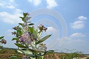 Gigante fiori 