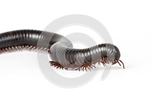 Giant Millipede