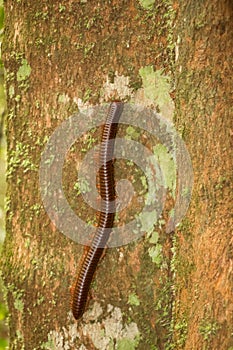 The Giant Millipede climbing a tree in Taman Negara Rainforest